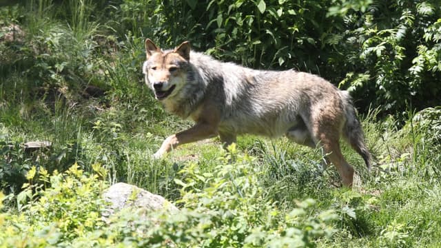 Un loup gris (illustration)