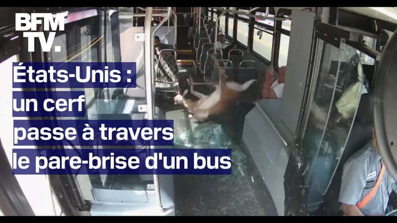 États-Unis: un cerf passe à travers le pare-brise d'un bus