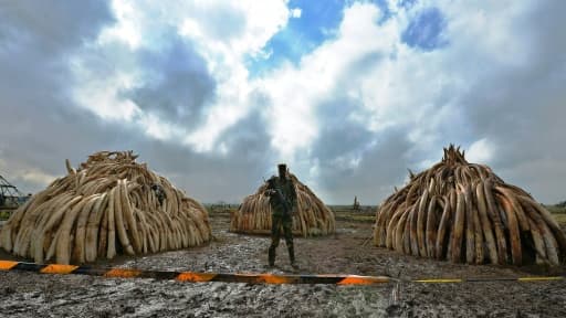 Le 22 avril 2016, à Nairobi, des pyramides d'ivoire et une pile de cornes de rhinocéros vont être brûlées, un geste symbolique pour lutter contre le commerce d'ivoire et de produits d'espèces menacées Le 22 avril 2016, à Nairobi, des pyramides d'ivoire et une pile de cornes de rhinocéros vont être brûlées, un geste symbolique pour lutter contre le commerce d'ivoire et de produits d'espèces menacées