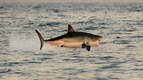 Un grand requin blanc surgit de l'eau au large du Cap, le 4 juillet 2010