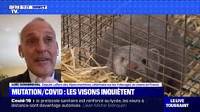 Mutation du Covid-19: le député Loïc Dombreval demande que l'on abatte les visons des 4 élevages de France
