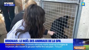 Brignais : le Noël des animaux de la SPA 