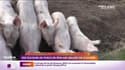 RMC chez vous : Des éleveurs de porcs en plein air obligés de clôturer - 11/10