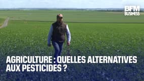 Agriculture : quelles alternatives aux pesticides ?  