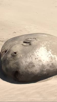 États-Unis: un poisson-lune de plus de deux mètres échoué sur une plage de l'Oregon  