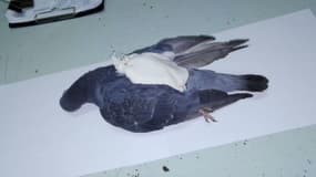 Un pigeon transportant de la drogue a été abattu par la police argentine alors qu'il allait se poser dans l'enceinte d'une prison
