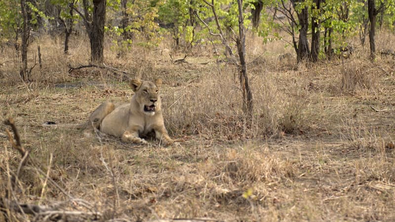 Une lionne en 2012 dans la réserve de Hwange au Zimbabwe (illustration)