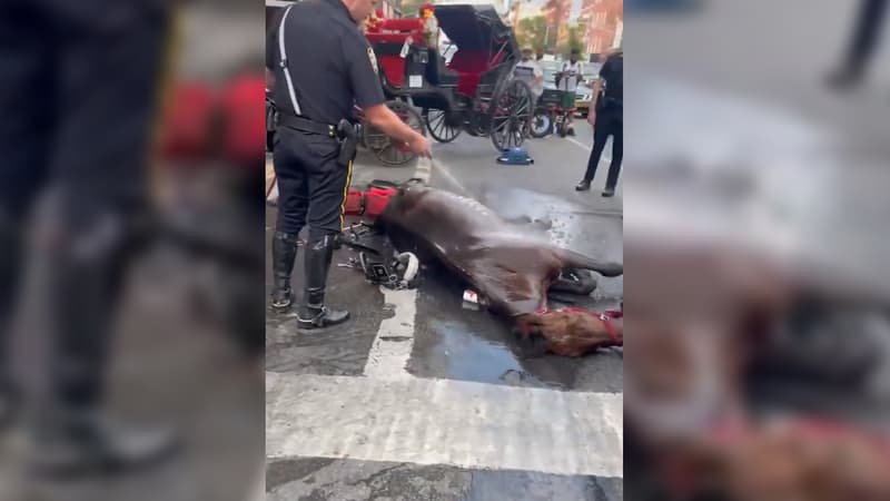 Le débat contre les calèches relancé à New York après le malaise d'un cheval en pleine rue