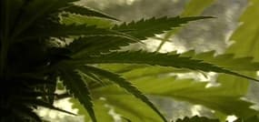 Cannabis un business en plein boom aux Etats-Unis