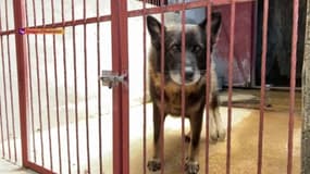 Abandons d’animaux : un été noir pour les refuges