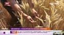 "La semaine qui s’annonce m’inquiète fortement": la sécheresse met en péril les récoltes de céréales