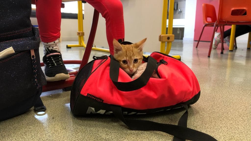 Un chaton dans le sac d'une élève de l'école d'Eguzon-Chantôme (Indre) .