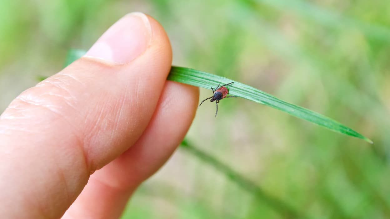 Avec Le Retour Des Balades En Forêt Comment Se Protéger Des Tiques 5744