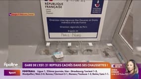 Gare de l'Est : 21 reptiles cachés dans ses chaussettes !