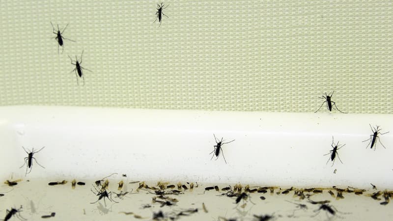 Des moustiques tigres dans un laboratoire de Montpellier, en 2012.