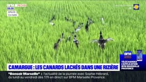 Camargue : des canards lâchés dans une rizière