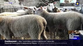 Les éleveurs de moutons face à la crise
