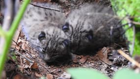 Les deux chatons lynx nés dans les Vosges en 2021.