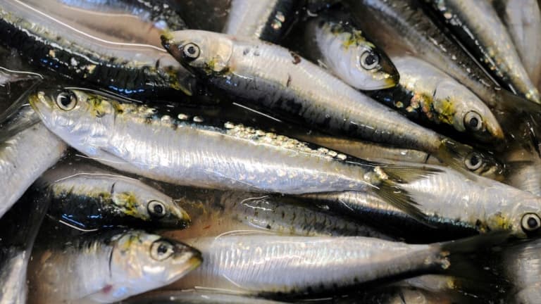 Les sardines sont de plus en plus petites du fait d'une évolution de leur nourriture liée à une modification de l'environnement, révèle l'Institut français de recherche pour l'exploitation de la mer.