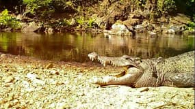 Le crocodile du Siam