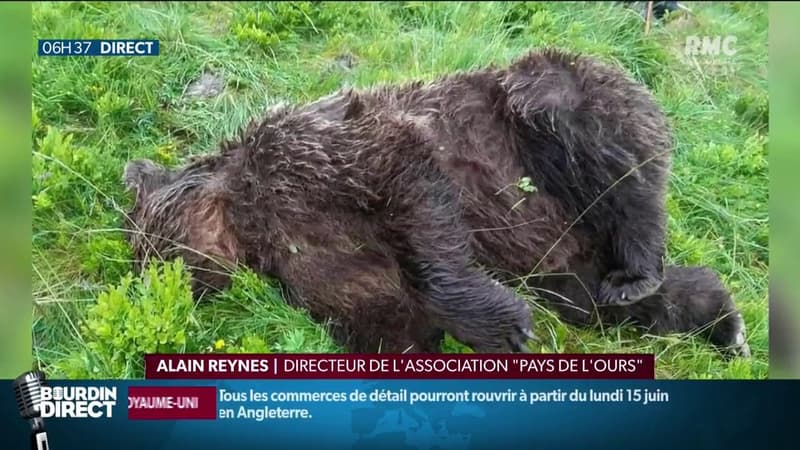 Un ours tué par balle en Ariège