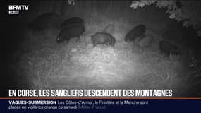 En Corse, les sangliers abîment les cultures et font baisser les rendements des agriculteurs
