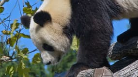 L'un des pandas géants du zoo de Beauval, dans le Loir-et-Cher.