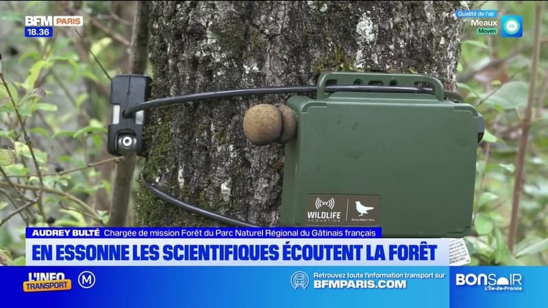 Essonne: à l'aide de magnétophones, des scientifiques écoutent la forêt