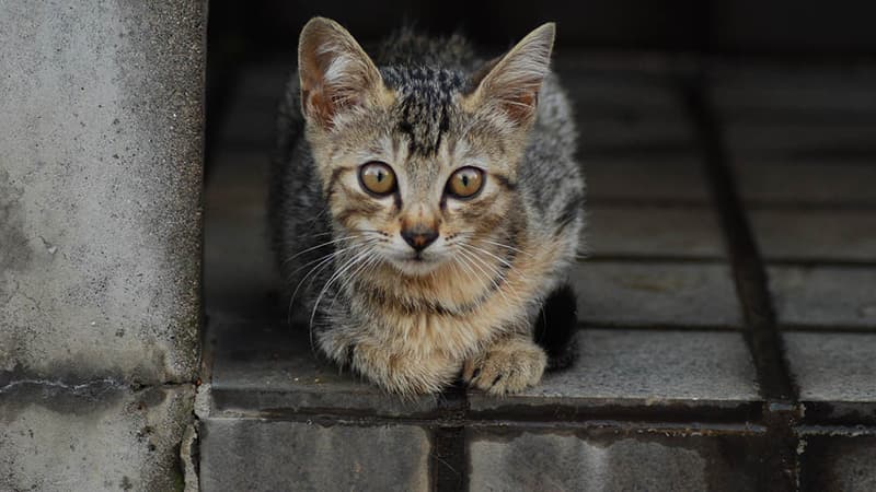 Y-a-t-il trop de chats en Suisse?