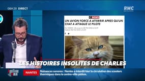 Le pilote attaqué par un chat: un avion contraint à se poser d'urgence