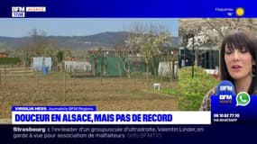 Alsace: comment expliquer les températures très douces? 