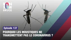 Pourquoi les moustiques ne transmettent pas le coronavirus ? 