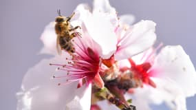 Une abeille sur une fleur. Photo d'illustration