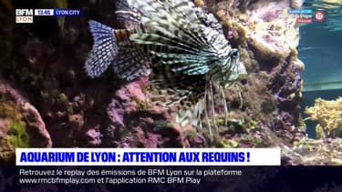Lyon City: à la découverte des 300 espèces de l'aquarium de Lyon