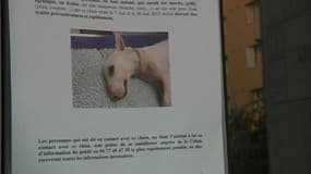 Alerte à la rage dans la Loire après la mort d'un chien