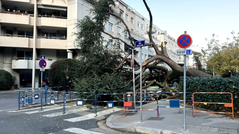 Un cèdre de plusieurs mètres est tombé dans la soirée de ce mercredi 23 octobre 2024, dans la rue Villon, au croisement avec la rue Guilloud