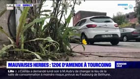 Tourcoing: 120€ d'amende pour des mauvaises herbes