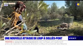 Var: une nouvelle attaque de loup à Sollès-Pont