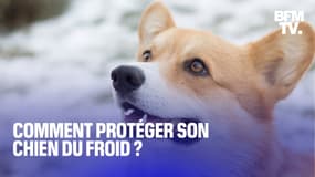 Baisse des températures: comment bien protéger son chien du froid?