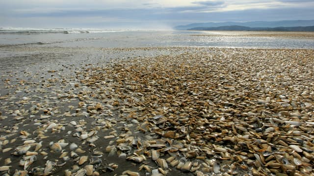 Des milliers de palourdes échouées sur les côtes de l'île de Chiloé, environ 1.000 km au sud de Santiago, au Chili, le 1er mai 2016.