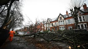 Des arbres tombés à cause de la tempête Darragh, le 7 décembre 2024 à Liverpool