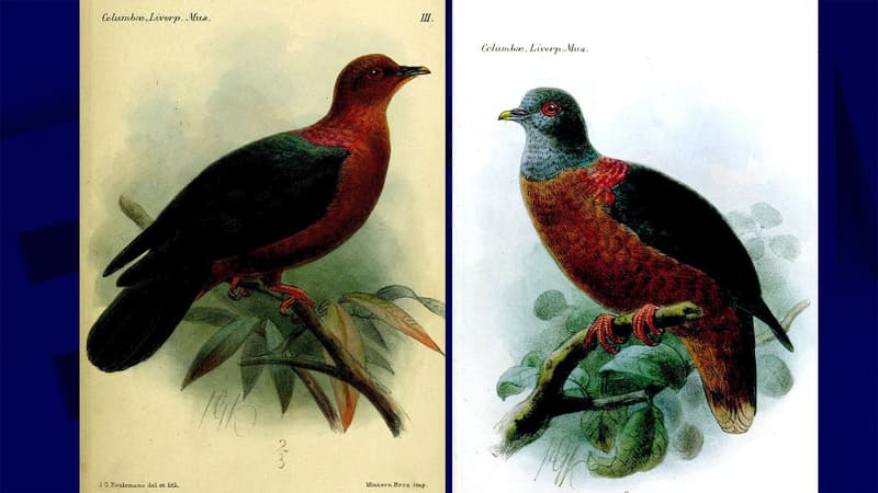 Illustrations d'époque du pigeon à nuque bronzée.