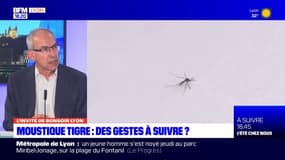 Rhône: le moustique tigre très présent dans le département, en raison des "fortes chaleurs"