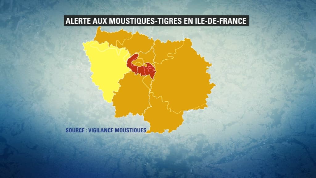 moustique tigre moustique tigre