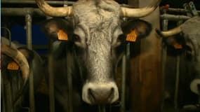 Salon de l'agriculture: Ashley Chevalier nous présente Églantine, l'égérie des vaches gasconnes