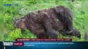 Un ours tué par balle en Ariège