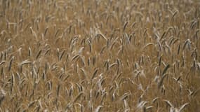  champs de blé- illustration
