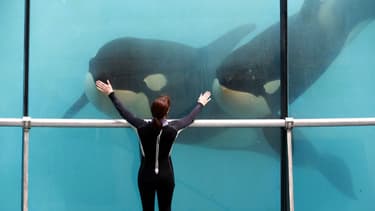 Des orques au Marineland d'Antibes en mars 2016