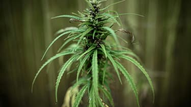 Un plan de cannabis (photo d'illustration)