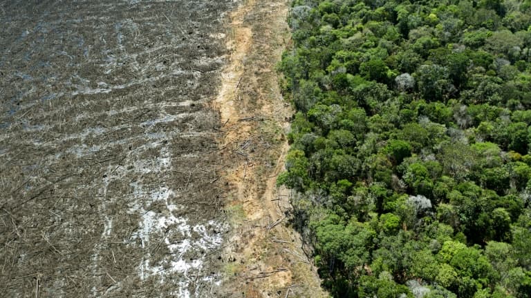 Vue aérienne d'une zone de déforestation de la forêt amazonienne, le 7 août 2020 près de Sinop, dans l'Etat du Mato Grosso, au Brésil